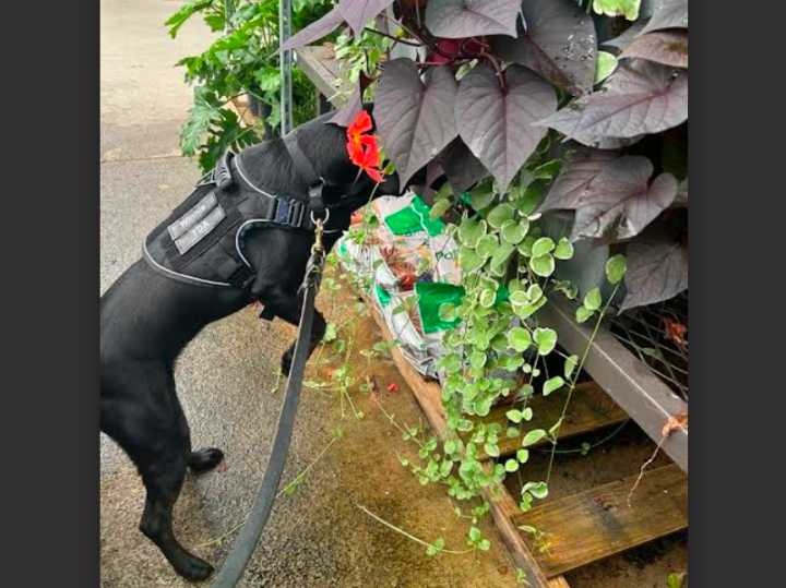 TDA Adds Two Detection Dogs to Fight Invasive Pests