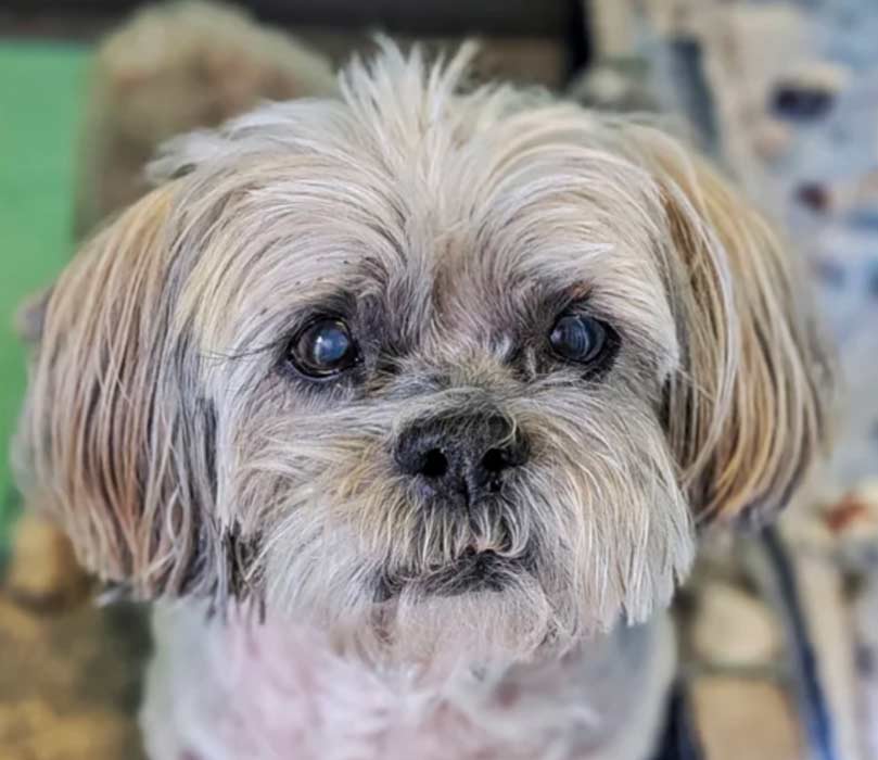 A Forever Home Animal Rescue Features Sweet Coco
