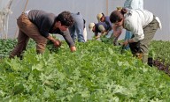 La fuerza laboral de EE.UU. perdió 1,2 millones de trabajadores migrantes en 2025