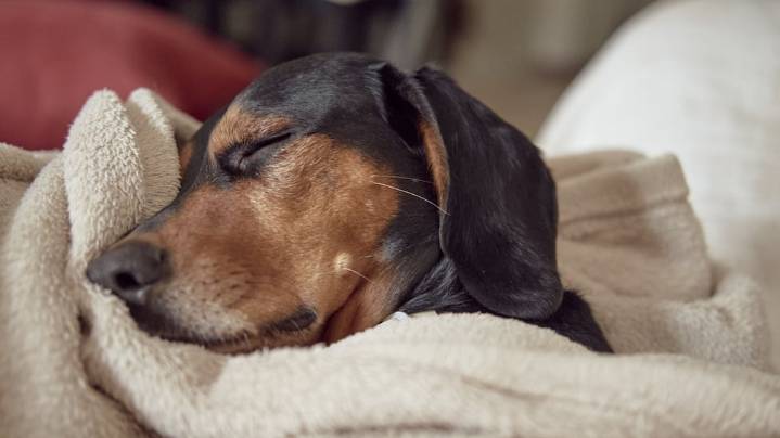 Dónde deben dormir los perros en invierno: lo que aconsejan los veterinarios