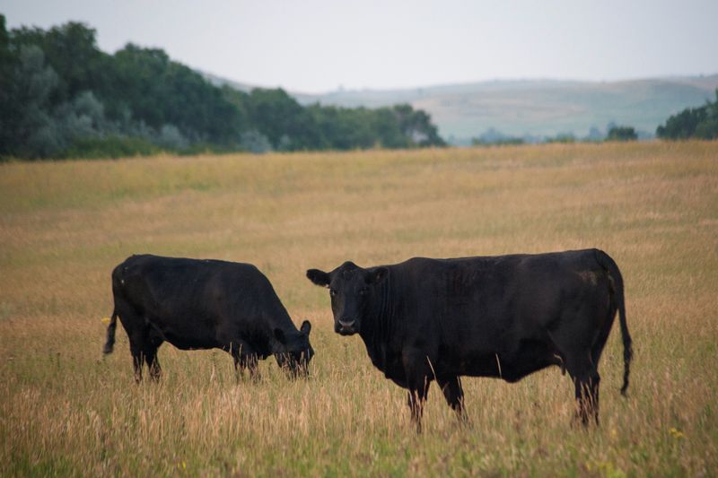 US allows emergency authorizations of animal drugs to fight screwworms
