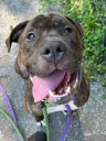 Clear The Shelters campaign coming to Jackson September 6th