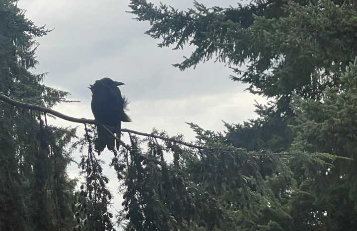Scene in Edmonds: Around town Friday