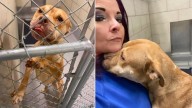 Heartbroken Georgia Dog Pleads For Someone To Save Her Before Time Runs Out