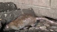 South Houston apartment complex residents complain of rat infestation