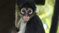 New spider monkeys now at St. Louis Zoo were targets of wildlife trafficking