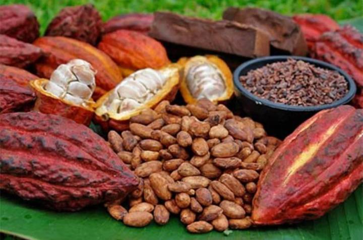 La producción de cacao en Venezuela crece 10% en el primer semestre