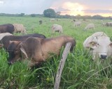 Presunta red de corrupción en el sector ganadero de Yucatán