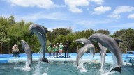 Los cuidadores del ex-Aquarium aseguran que los delfines están en buen estado y revelaron por qué no pueden ir a Mundo Marino