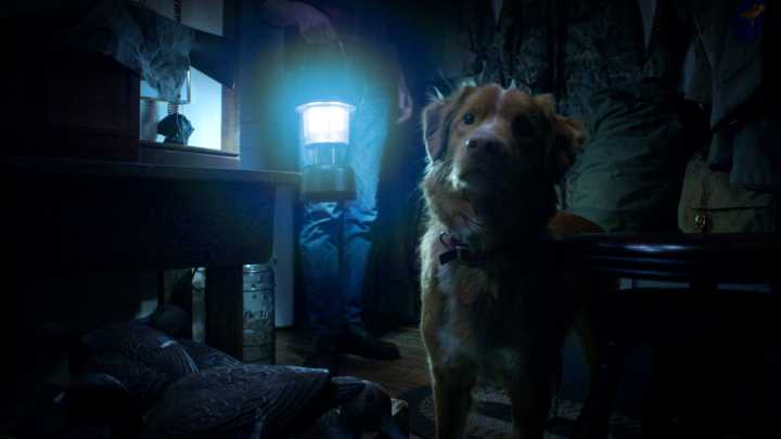Good Boy trailer: Watch a very good dog in scary haunted house