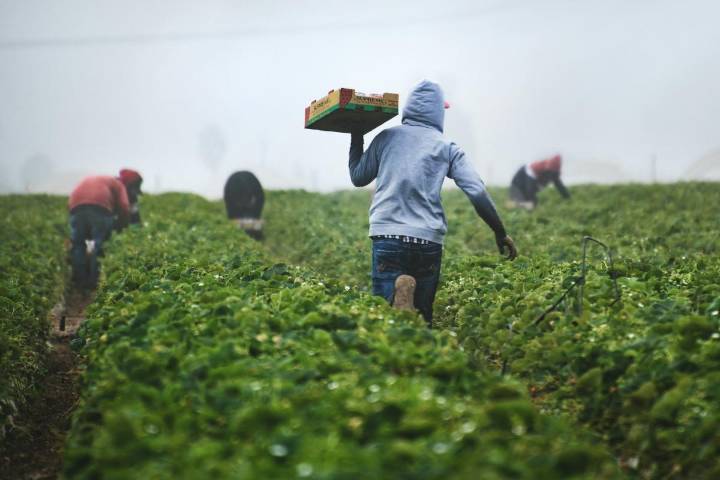 Ofrecen seminario gratuito para trabajadores agrícolas sobre redadas migratorias