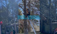 Exitoso rescate de un gatito en Arturo Seguí