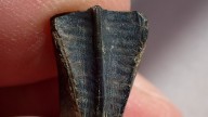 Extremely rare 84 million-year-old dinosaur tooth is found in a US creek - and it holds chilling clues about its death