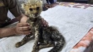 Cheetah cubs destined for the illegal trade in exotic wildlife rescued in Somaliland