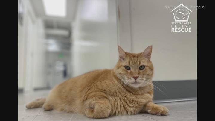 Seattle Area Feline Rescue: 'Clear the Shelters' supports adoption process, lifesaving efforts