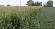 Nearly half of Iowa corn at the dent stage