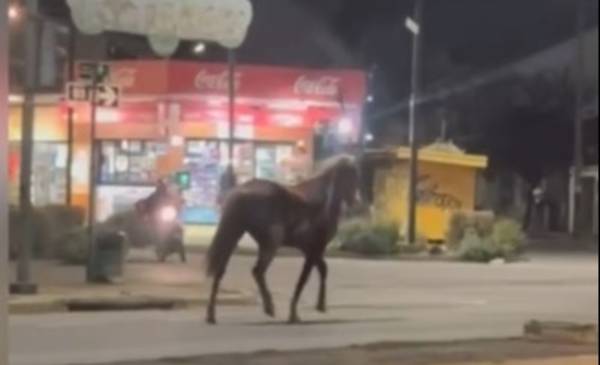 VIDEO. Un caballo suelto cruzó Centenario y sorprendió a los vecinos de City Bell