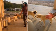 California Couple Shocked To Find 3 Mysterious Furry Intruders Roaming In Their Yard
