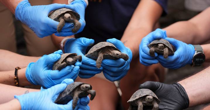 Tortoise hatchlings born of century-old parents come out of their shells at Philadelphia Zoo