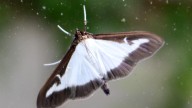 Virginia detects first box tree moth presence