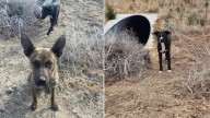 Three Dogs Left In The Middle Of Washington Wilderness Take Shelter In A Pipe Hoping For Rescue