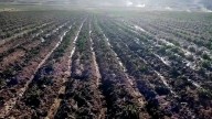 Puno pierde 75% de producción agrícola por heladas y granizadas en 2025