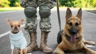 In Push For Diversity, Military Canine Units To Give Equal Opportunities To Chihuahuas