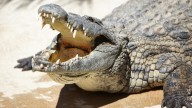 ¡Córrele, córrele! Turista es atacado por cocodrilo en playa de Puerto Vallarta, México