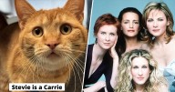 Colorado Humane Society Dubs Cats 'SATC' Characters In Hilarious Post
