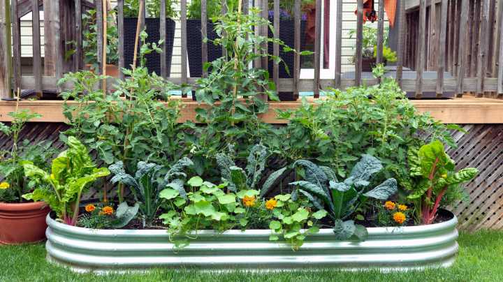11 Companion Vegetables You Should Plant For A Thriving Fall Garden