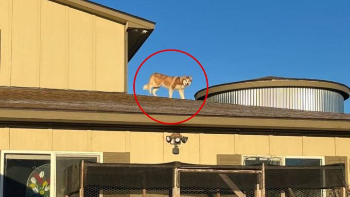 Husky In Washington Shelter Climbs Onto Roof While Waiting For A Family