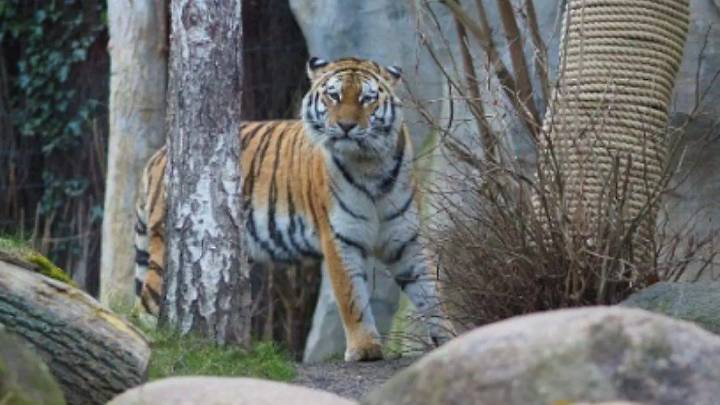 Zoológico de Alemania sacrifica a tres cachorros de tigre siberianos abandonados por su madre