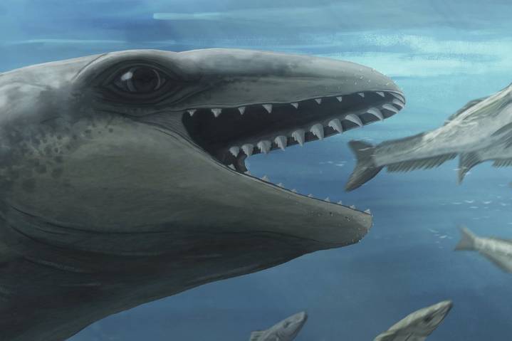 This prehistoric whale had razor teeth, bulging eyes and a face only evolution could love