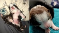 Oklahoma Puppy Born With Six Legs And Two Tails Amazes Everyone With Her Strength