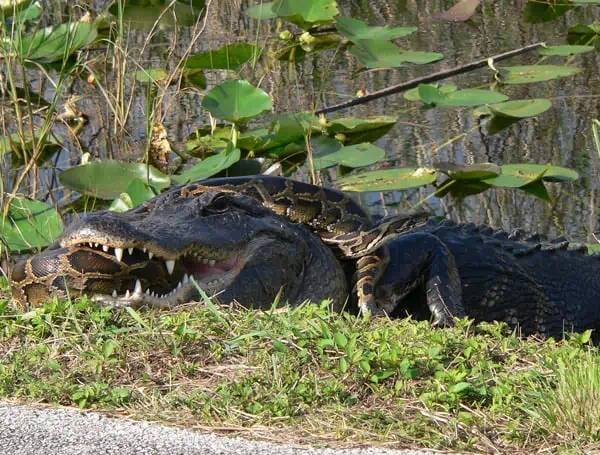 ACLU Fights Florida 'Alligator Alcatraz' Citing Unlawful Detentions, Inhumane Conditions
