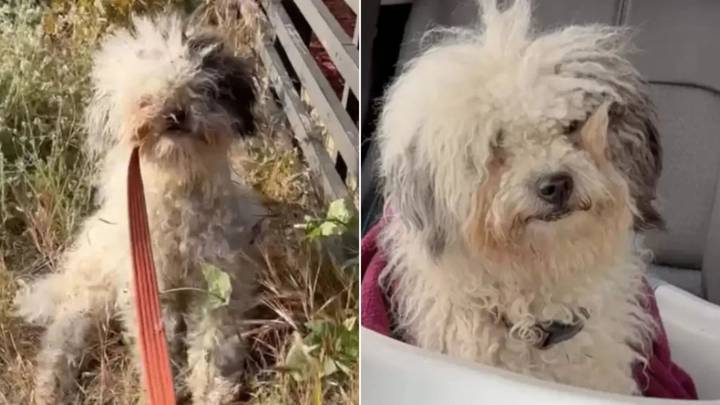 Stray Dog Found In Bushes In South Carolina Shocks Rescuers With Her Big Secret
