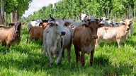 Las «supervacas» que convirtieron a Brasil en el mayor exportador de carne en el mundo