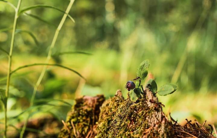 El insecto híbrido invasor Frankenstein daña plantas y humanos: puede soportar casi cualquier condición climática o terreno