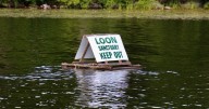 New Hampshire's loon population sees incremental gains