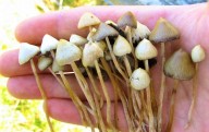 La creciente moda de microdosis de hongos psicoactivos está provocando aumento de visitas a salas de emergencia y llamadas por intoxicación