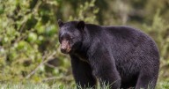 Early black bear season to open Aug. 30 in some West Virginia counties