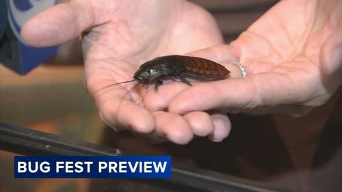 Annual Bugfest event crawls back into the Academy of Natural Sciences of Drexel University in Center City Philadelphia August 9
