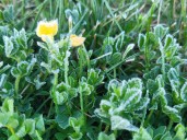 Parts of Southern Manitoba wake up to frost Monday morning