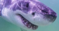 Great white sharks head north, following seals and alarming beachgoers