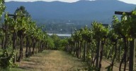 Spokane wineries thrive with local support despite statewide sales dip
