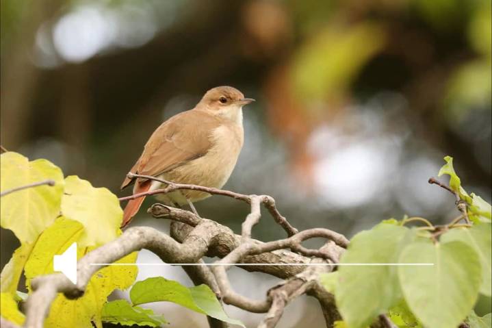 Clave. Aves Argentinas y la Reserva Achalay firmaron un convenio para la conservación del Delta del Paraná