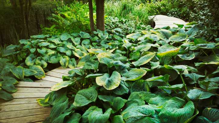 The 23 Best Companion Plants To Grow Alongside Your Hostas For Year