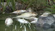 Dead fish wash up along Utah Lake and Jordan River: Algal bloom suspected