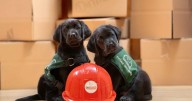 National dog guide program at ‘make or break moment’