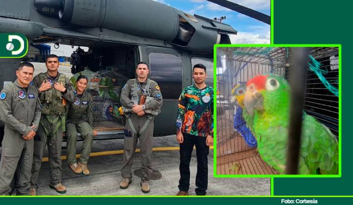 Operación aérea le dio una segunda oportunidad a 22 animales silvestres rescatados del tráfico ilegal